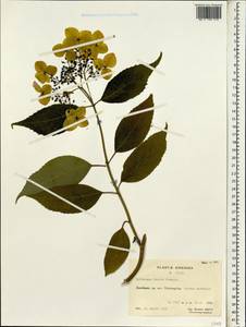 Hydrangea davidii Franch., Зарубежная Азия (ASIA) (КНР)