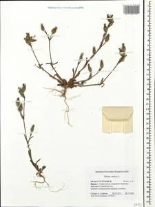 Silene conica subsp. conica, Крым (KRYM) (Россия)