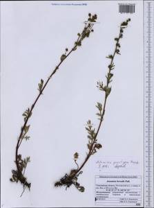 Artemisia punctigera Krasch. ex Poljakov, Сибирь, Дальний Восток (S6) (Россия)