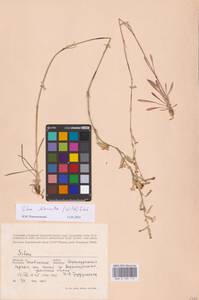 Смолевка зеленоцветковая (Willd.) Ehrh., Восточная Европа, Восточный район (E10) (Россия)