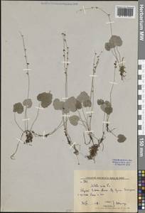 Мителла голая L., Сибирь, Дальний Восток (S6) (Россия)