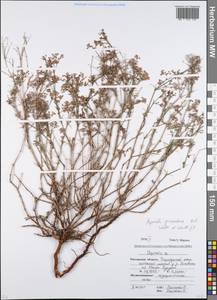 Cynanchica graveolens subsp. graveolens, Восточная Европа, Ростовская область (E12a) (Россия)