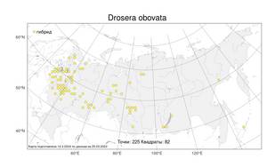 Drosera obovata, Drosera ×obovata Mert. & W. D. J. Koch, Атлас флоры России (FLORUS) (Россия)