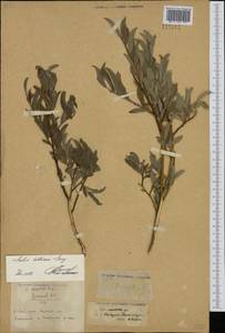 Ива Бебба, Ива Бэбба Sarg., Сибирь, Чукотка и Камчатка (S7) (Россия)