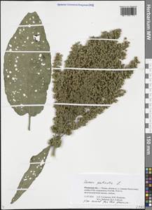 Щавель шпинатный L., Восточная Европа, Центральный район (E4) (Россия)