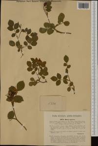 Шиповник мелкоцветковый, Роза мелкоцветковая Borrer ex Sm., Западная Европа (EUR) (Хорватия)