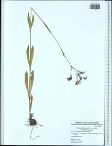Горицвет кукушкин, кукушкин цвет, Восточная Европа, Центральный район (E4) (Россия)