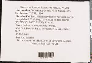Harpanthus flotovianus (Nees) Nees, Гербарий мохообразных, Мхи - Дальний Восток (без Чукотки и Камчатки) (B20) (Россия)