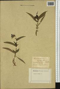 Коммелина небесно-голубая Willd., Западная Европа (EUR) (Неизвестно)