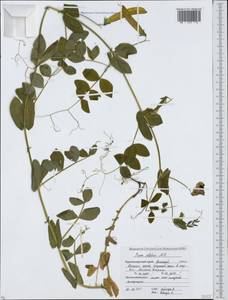 Lathyrus oleraceus Lam., Кавказ, Краснодарский край и Адыгея (K1a) (Россия)
