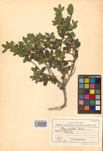 Падуб городчатый Thunb., Сибирь, Дальний Восток (S6) (Россия)