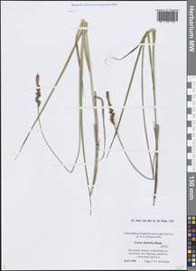 Осока двурядная Huds., Восточная Европа, Северо-Западный район (E2) (Россия)