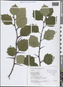 Боярышник, Восточная Европа, Центральный район (E4) (Россия)