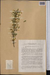 Caragana halodendron (Pall.) Dum.Cours., Средняя Азия и Казахстан, Сырдарьинские пустыни и Кызылкумы (M7) (Узбекистан)