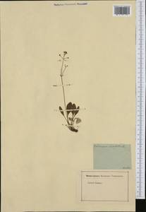 Valeriana saxatilis L., Западная Европа (EUR) (Австрия)