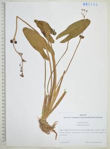 Стрелолист плавающий Pall., Сибирь, Дальний Восток (S6) (Россия)