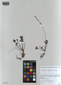 KUZ 002 001, Drosera ×anglica Huds., Сибирь, Алтай и Саяны (S2) (Россия)