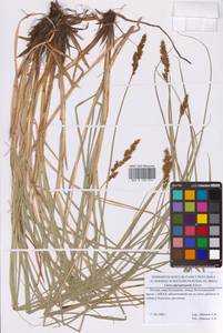 Осока сближенная Schumach., Восточная Европа, Московская область и Москва (E4a) (Россия)