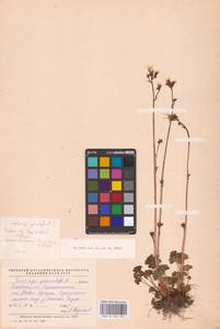 Камнеломка зернистая L., Восточная Европа, Северо-Западный район (E2) (Россия)