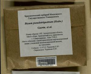 Ptychostomum pseudotriquetrum (Hedw.) J.R. Spence & H.P. Ramsay, Гербарий мохообразных, Мхи - Архангельская и Вологодская области, Коми, Ненецкий АО (B7) (Россия)