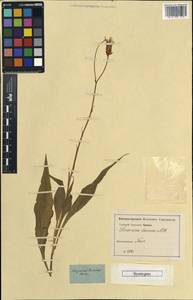 Pseudopodospermum tauricum (M. Bieb.) Vasjukov & Saksonov, Крым (KRYM) (Россия)