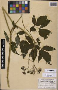 Angelica indica Pimenov & Kljuykov, Зарубежная Азия (ASIA) (Индия)