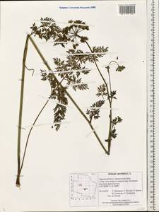 Гирча тминолистная (L.) L., Восточная Европа, Северо-Западный район (E2) (Россия)