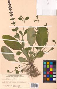 Живучка ползучая L., Восточная Европа, Московская область и Москва (E4a) (Россия)