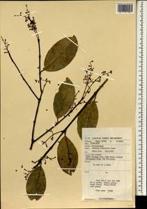 Kokoona littoralis M. Laws., Зарубежная Азия (ASIA) (Малайзия)