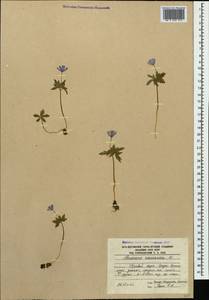Ветреница кавказская Willd. ex Rupr., Кавказ, Южная Осетия (K4b) (Южная Осетия)