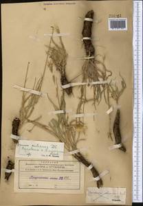 Pseudopodospermum pubescens (DC.) Zaika, Sukhor. & N. Kilian, Средняя Азия и Казахстан, Северный и Центральный Тянь-Шань (M4) (Киргизия)