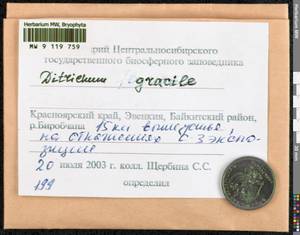 Flexitrichum gracile (Mitt.) Ignatov & Fedosov, Гербарий мохообразных, Мхи - Красноярский край, Тыва и Хакасия (B17) (Россия)