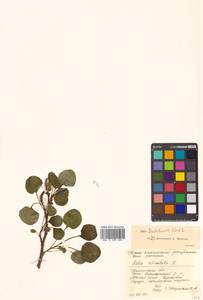 Salix nakamurana subsp. kurilensis (Koidz.) H. Ohashi, Сибирь, Чукотка и Камчатка (S7) (Россия)