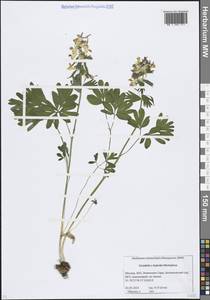 Corydalis × hybrida Mikhailova, Восточная Европа, Московская область и Москва (E4a) (Россия)