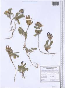 Astragalus wagneri Bartl. ex Bunge, Зарубежная Азия (ASIA) (Иран)