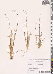 Триостренник болотный L., Сибирь, Чукотка и Камчатка (S7) (Россия)