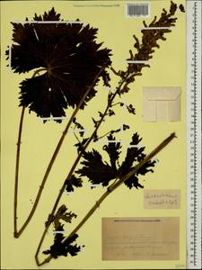 Борец восточный Mill., Кавказ, Краснодарский край и Адыгея (K1a) (Россия)