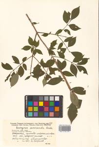 Бересклет крылатый (Thunb.) Siebold, Сибирь, Дальний Восток (S6) (Россия)