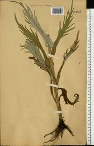 Бодяк разнолистный (L.) Hill, Восточная Европа, Центральный лесостепной район (E6) (Россия)