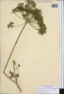 Pteroselinum austriacum (Jacq.) Rchb., Западная Европа (EUR) (Словения)