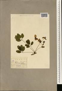 Akebia quinata (Houtt.) Decne., Зарубежная Азия (ASIA) (КНДР)