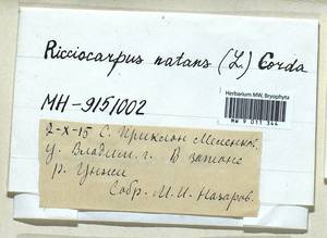 Ricciocarpos natans (L.) Corda, Гербарий мохообразных, Мхи - Центральное Нечерноземье (B6) (Россия)