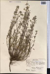 Зизифора пахучковидная Lam., Средняя Азия и Казахстан, Северный и Центральный Тянь-Шань (M4) (Казахстан)