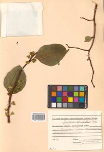 Древогубец круглолистный Thunb., Сибирь, Дальний Восток (S6) (Россия)