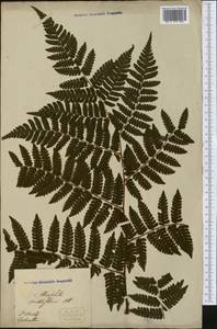 Cyathea multiflora Sm., Америка (AMER) (Колумбия)