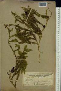 Spinulum annotinum subsp. annotinum, Восточная Европа, Волжско-Камский район (E7) (Россия)