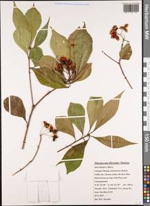 Pittosporum illicioides Makino, Зарубежная Азия (ASIA) (КНР)