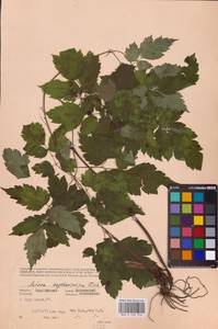 Actaea rubra subsp. rubra, Восточная Европа, Восточный район (E10) (Россия)