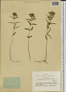 Scutellaria scordifolia Fisch. ex Schrank, Сибирь, Алтай и Саяны (S2) (Россия)