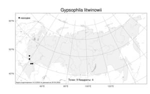 Gypsophila litwinowii, Качим Литвинова Koso-Pol., Атлас флоры России (FLORUS) (Россия)